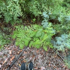 Pteridium esculentum at Cotter River, ACT - 30 Jan 2023