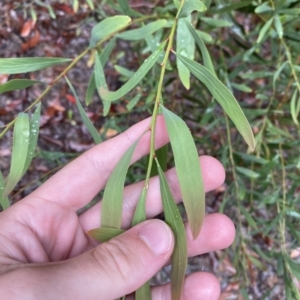 Daviesia mimosoides subsp. mimosoides at Cotter River, ACT - 30 Jan 2023