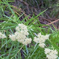 Cassinia longifolia (Shiny Cassinia, Cauliflower Bush) at Cotter River, ACT - 29 Jan 2023 by Tapirlord
