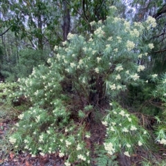 Cassinia longifolia at Cotter River, ACT - 30 Jan 2023 09:47 AM