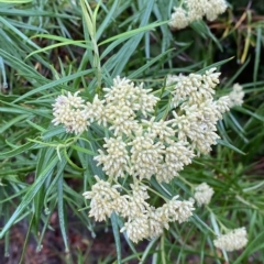 Cassinia longifolia at Cotter River, ACT - 30 Jan 2023 09:47 AM