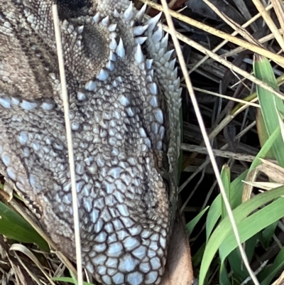 Pogona barbata (Eastern Bearded Dragon) at Hughes Grassy Woodland - 9 Feb 2023 by KL