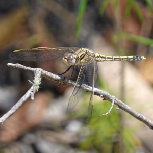 Orthetrum caledonicum at Stromlo, ACT - 6 Feb 2023