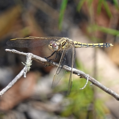 Orthetrum caledonicum (Blue Skimmer) at Stromlo, ACT - 6 Feb 2023 by RobG1