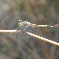 Orthetrum caledonicum at Stromlo, ACT - 6 Feb 2023