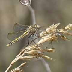 Orthetrum caledonicum at Stromlo, ACT - 6 Feb 2023