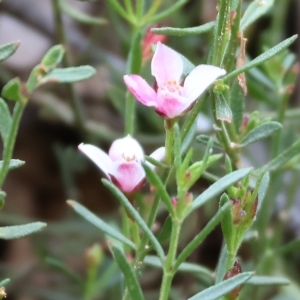 Boronia nana var. hyssopifolia at Yackandandah, VIC - suppressed