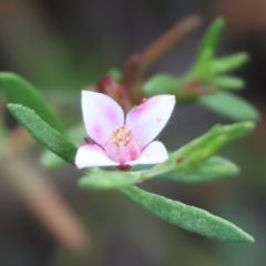 Boronia nana var. hyssopifolia at Yackandandah, VIC - 13 Feb 2023