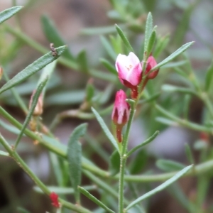 Boronia nana var. hyssopifolia at Yackandandah, VIC - suppressed