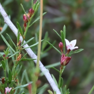 Boronia nana var. hyssopifolia at Yackandandah, VIC - suppressed