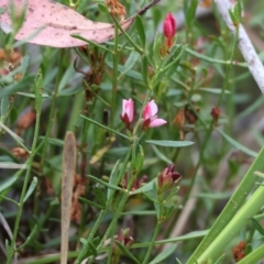 Boronia nana var. hyssopifolia at Yackandandah, VIC - suppressed