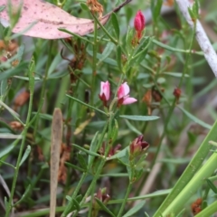Boronia nana var. hyssopifolia at Yackandandah, VIC - 13 Feb 2023