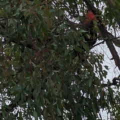 Callocephalon fimbriatum (Gang-gang Cockatoo) at Phillip, ACT - 13 Feb 2023 by stofbrew