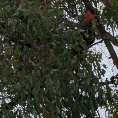 Callocephalon fimbriatum (Gang-gang Cockatoo) at Phillip, ACT - 12 Feb 2023 by stofbrew