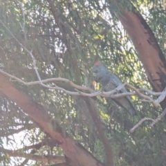 Callocephalon fimbriatum (Gang-gang Cockatoo) at Phillip, ACT - 12 Feb 2023 by stofbrew