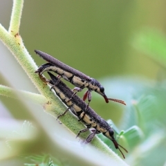 Unidentified Weevil (Curculionoidea) at Yackandandah, VIC - 12 Feb 2023 by KylieWaldon