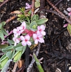 Pimelea alpina (Alpine Rice-flower) at Kosciuszko National Park, NSW - 22 Jan 2023 by Tapirlord