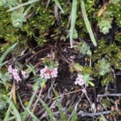 Pimelea alpina at Kosciuszko National Park, NSW - 22 Jan 2023