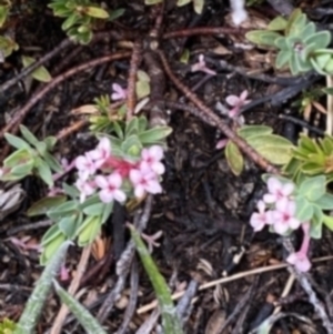 Pimelea alpina at Kosciuszko National Park, NSW - 22 Jan 2023 07:36 AM