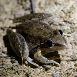 Litoria latopalmata at Stromlo, ACT - 11 Feb 2023 10:07 PM