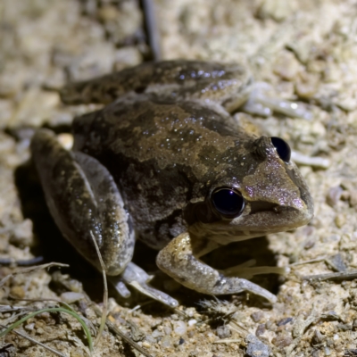 Litoria latopalmata (Broad-palmed Tree-frog) at Block 402 - 11 Feb 2023 by KorinneM