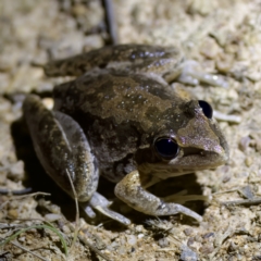 Litoria latopalmata (Broad-palmed Tree-frog) at Piney Ridge - 11 Feb 2023 by KorinneM