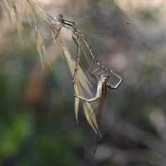 Austrolestes analis (Slender Ringtail) at Block 402 - 6 Feb 2023 by RobG1