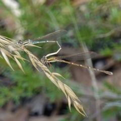 Austrolestes analis at Stromlo, ACT - suppressed