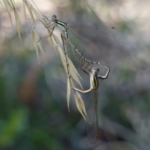 Austrolestes analis at Stromlo, ACT - suppressed