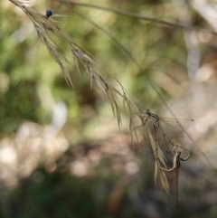 Austrolestes analis at Stromlo, ACT - suppressed