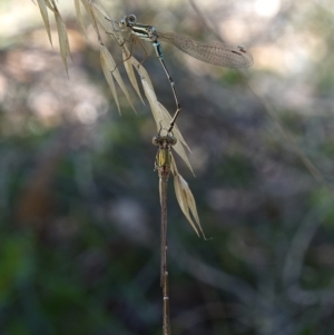 Austrolestes analis at Stromlo, ACT - suppressed