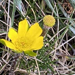 Ranunculus gunnianus (Gunn’s Alpine Buttercup) at Geehi, NSW - 22 Jan 2023 by Tapirlord