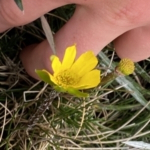 Ranunculus gunnianus at Geehi, NSW - 22 Jan 2023