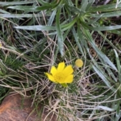 Ranunculus gunnianus at Geehi, NSW - 22 Jan 2023