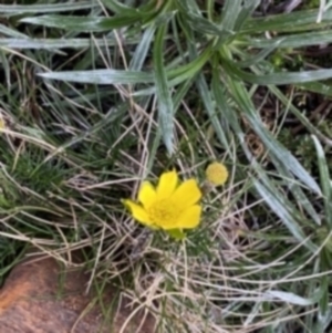 Ranunculus gunnianus at Geehi, NSW - 22 Jan 2023