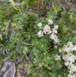 Ranunculus anemoneus at Geehi, NSW - 22 Jan 2023