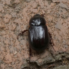 Adoryphorus coulonii (Redheaded pasture cockchafer) at Queanbeyan, NSW - 12 Feb 2023 by Paul4K