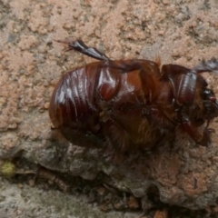 Adoryphorus coulonii at Queanbeyan, NSW - suppressed