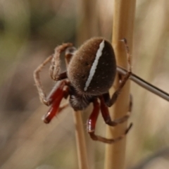 Hortophora sp. (genus) (Garden orb weaver) at Block 402 - 6 Feb 2023 by RobG1