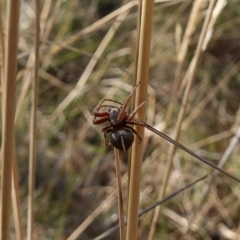 Hortophora sp. (genus) at Stromlo, ACT - 6 Feb 2023