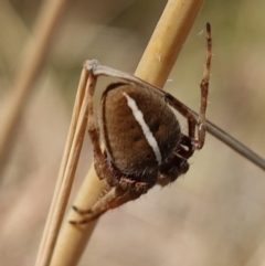 Hortophora sp. (genus) at Stromlo, ACT - 6 Feb 2023 04:11 PM