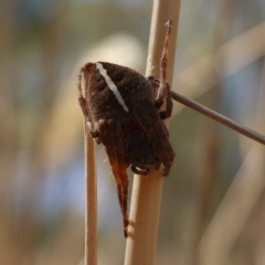 Hortophora sp. (genus) at Stromlo, ACT - 6 Feb 2023