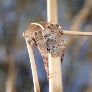 Hortophora sp. (genus) at Stromlo, ACT - 6 Feb 2023
