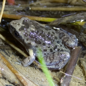 Uperoleia laevigata at Stromlo, ACT - 11 Feb 2023 10:05 PM