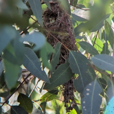 Acanthiza pusilla (Brown Thornbill) at Bungowannah, NSW - 9 Feb 2023 by Darcy