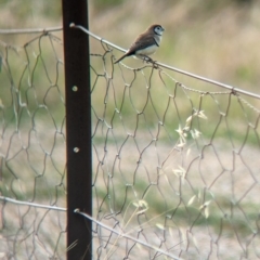 Stizoptera bichenovii (Double-barred Finch) at Burrumbuttock, NSW - 12 Feb 2023 by Darcy