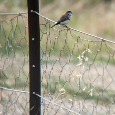 Stizoptera bichenovii (Double-barred Finch) at Burrumbuttock, NSW - 13 Feb 2023 by Darcy