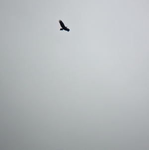 Aquila audax at Burrumbuttock, NSW - suppressed