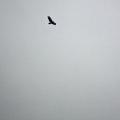 Aquila audax (Wedge-tailed Eagle) at Burrumbuttock, NSW - 12 Feb 2023 by Darcy