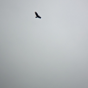 Aquila audax (Wedge-tailed Eagle) at suppressed by Darcy